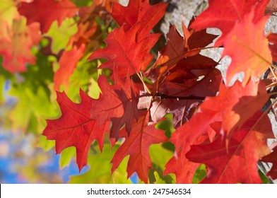 Red Oak Tree