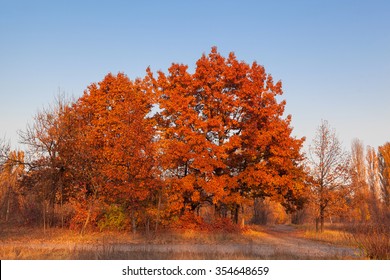 Red Oak Tree Against The Blue Sky