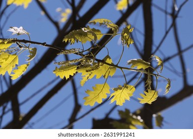 red oak tree blossoming at spring
