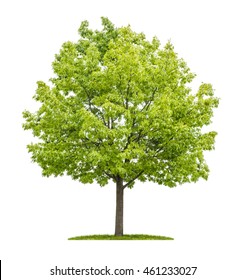 Red Oak Tree On A White Background