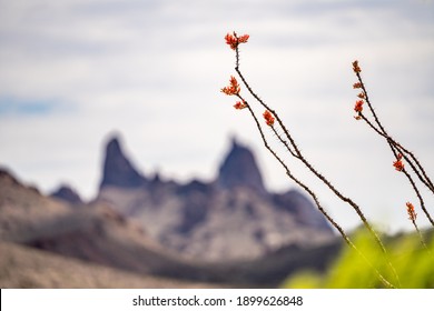 Red Ocotillo Blooming in Big Bend