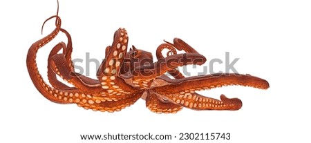 red octopus with several tentacles moving with head protrusions and suction cups on a white background