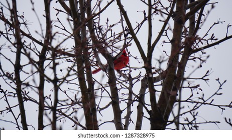 A red Ohio cardinal perched in a leafless tree - Shutterstock ID 1287328975
