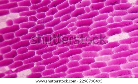 Red onion (Allium cepa) epidermal cells. Fresh sampel without staining. Selective focus