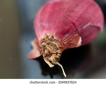 Red Onion. Dark Background. Focus On Where The Roots Grow