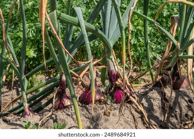 Red onions grow in the garden, Harvest onions, Growing vegetables, Onion bulbs in soil, plantation in country garden, growing vegetables,  Beginning of spring season, field, onion close up, - Powered by Shutterstock