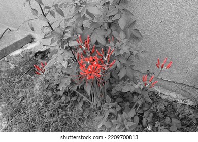 Red Only Spider Lillies In A Monochromatic World