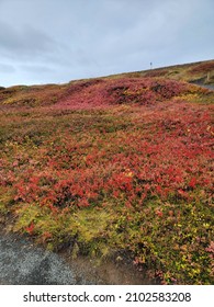 Red Open Green Field Flowers