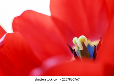 red open tulip. Flower pattern background. tulip pistil macro.
