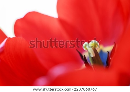 red open tulip. Flower pattern background. tulip pistil macro.
