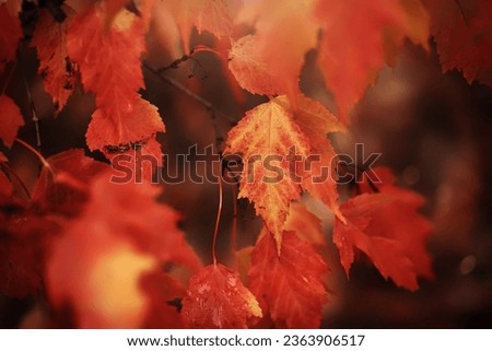 Red and orange autumn leaves background. Outdoor.
Colorful backround image of fallen autumn leaves perfect for seasonal use. Space for text.