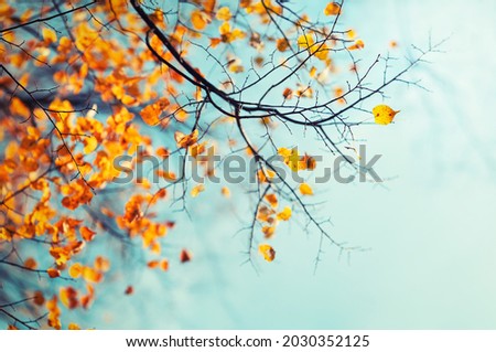 Red and orange autumn leaves on the branches against the background of the turquoise sky. Very shallow focus. Colorful foliage in the autumn forest. Excellent background on autumn theme. 