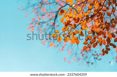 Red and orange autumn leaves on the branches against the background of the turquoise sky. Very shallow focus. Colorful foliage in the autumn forest. Excellent background on autumn theme. 