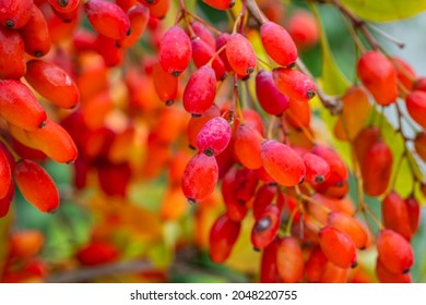 Frutos Berberis naranjas rojas