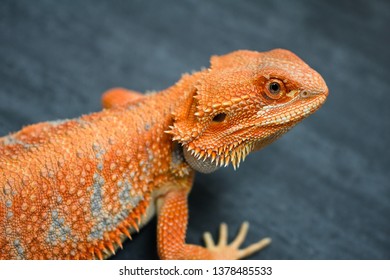 red orange breaded dragon , Thailand
