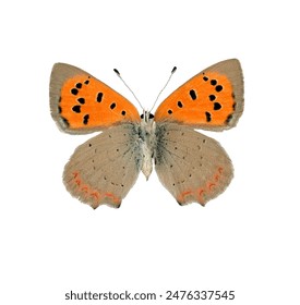 Red orange butterfly Lycaena phlaeas Small copper isolated on white, close-up, macro. Design element. Lycaenidae, collection butterflies, insects.