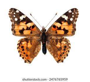 Red orange butterfly Vanessa cardui painted lady isolated on white, close-up, macro. Design element. Nymphalidae, collection butterflies, insects. - Powered by Shutterstock