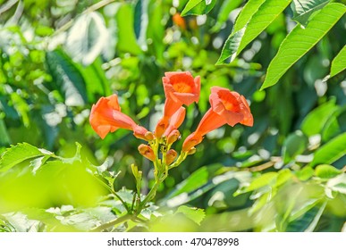 Red, orange Campsis radicans flowers, trumpet vine or trumpet creeper, also known as cow itch vine, hummingbird vine or 