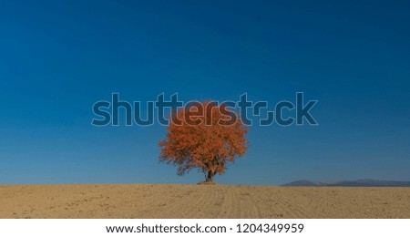 Similar – Foto Bild einsamer Baum in der Taklamakan-Wüste, China