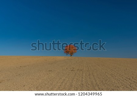 Similar – Foto Bild einsamer Baum in der Taklamakan-Wüste, China