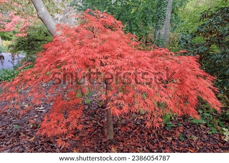 The red and orange  dissected leaves of the Acer palmatum Dissectum Viride Group or Acer 'Viridis' during its autumn display.