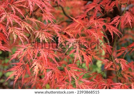 The red and orange  dissected leaves of the Acer palmatum Dissectum Viride Group or Acer 'Viridis' during its autumn display.