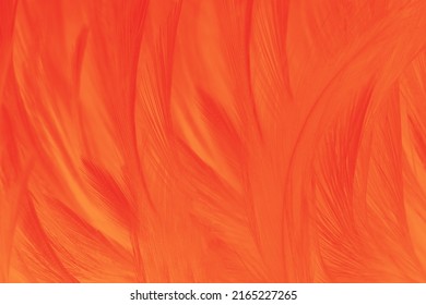 Red Orange Feather Texture Pattern Background