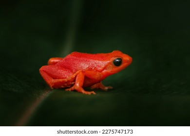 Red orange frog from Madagascar. Golden mantella, Mantella aurantiaca, orange red frog from Andasibe-Mantadia NP in Madagascar. Mantella amphibian in the nature forest habitat, brown leaf in nature. 
