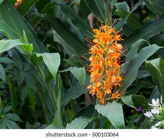 Yellow Ginger Lily High Res Stock Images Shutterstock