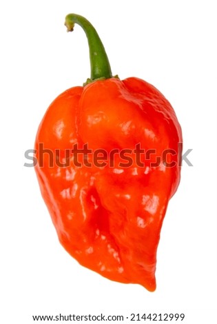 red orange habanero with stem hot pepper isolated on white background