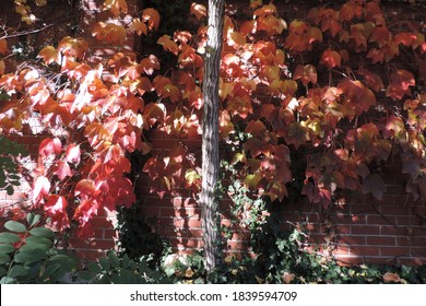 Red and Orange ivy leaves on a red brick wall with sun shining through them and a grey tree bark