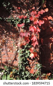 Red and Orange ivy leaves on a red brick wall with sun shining through them and a grey tree bark