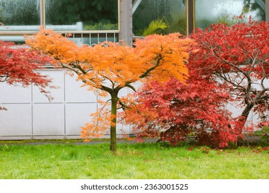 Red and orange Japanese maple trees with bright leaves foliage are growing in a botanical garden, park in autumn day. The change of seasons, the transition from summer to autumn Photosynthesis in fall
