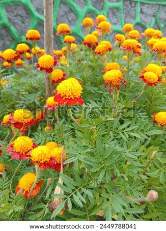 Red Orange Marigold Flower Blooms