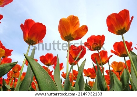 Red and orange mix of hybrid triumph tulips in flower. 