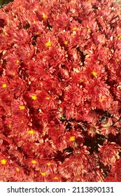 Red Orange Mums - Close Up.