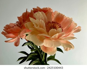 Red and orange peonies Coral charm on the white background. Horizontal arrangement - Powered by Shutterstock