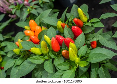 Red And Orange Peppers, Capsicum Annuum