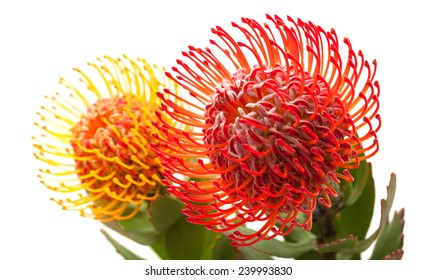 Red Orange Protea Flowers Isolated On Stock Photo 239993830 | Shutterstock