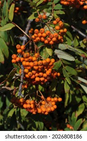 Red and orange ripe rowan fruits or berries with green leaves (rowan-berry, rowan, rowanberry, rowan tree, ash-berry, rowan berries, sorbus aucuparia, mountain-ash)