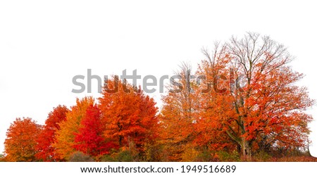 Red and orange trees during autumn isolated on white background. Countryside landscape.