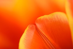 Red And Orange Tulip Flower Inside Close Up
