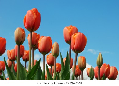 Orange Tulips Background Images Stock Photos Vectors Shutterstock