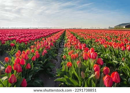Red and orange tulips in long rows on a large field at a specialized Dutch flower bulb nursery. It is a sunny spring day in the Netherlands.