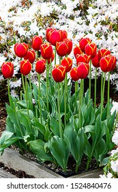 red orange tulips planted with white azalea in flower bed,