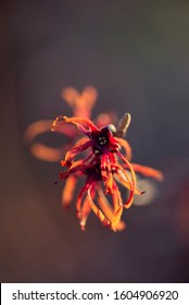 Red And Orange Witchhazel Flowers In Winter