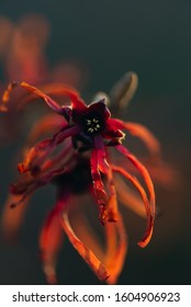 Red And Orange Witchhazel Flowers In Winter