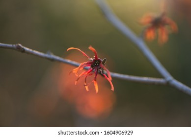 Red And Orange Witchhazel Flowers In Winter