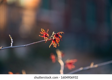 Red And Orange Witchhazel Flowers In Winter