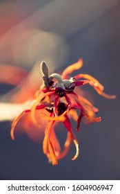 Red And Orange Witchhazel Flowers In Winter